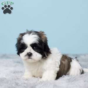 Monty, Shih Tzu Puppy